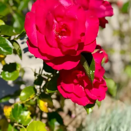 Ecole De Mathuna De Brizay