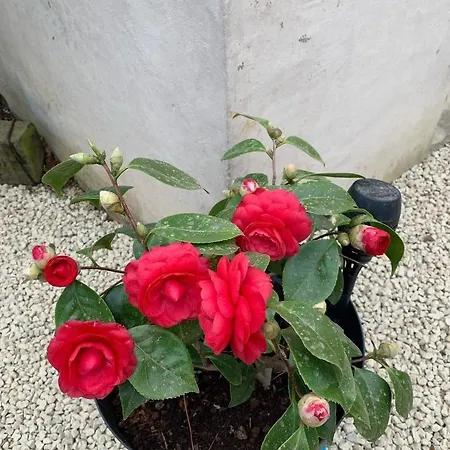 Ecole De Mathuna De Brizay Bed & Breakfast Marigny-Brizay