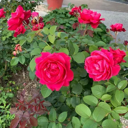 Bed & Breakfast Ecole De Mathuna De Brizay Marigny-Brizay